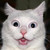 :icondorkfaceloser: