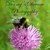 :icondormysdreamphotos: