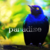 :icondoserqh: