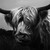 :icondottygallery: