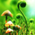 :icondouble-o-grapist: