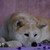:icondouce-illusion: