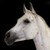 :icondovefeather888:
