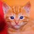 :icondovefirefett: