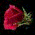 :icondoveinthemoonlight: