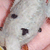 :icondoveisbeau: