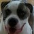 doxieluver :icondoxieluver:
