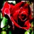 :icondr-ramsis: