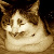 :icondr-rodriguez:
