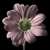 :icondr-sharon: