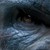 :icondrac088:
