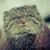 :icondrachanen: