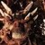 :icondrachenreiter1: