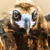 :icondracods: