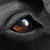 :icondracon-mirror: