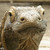 :icondracoprimus: