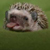 :icondracosechidna: