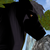 :icondracostar16: