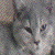 :icondragentina: