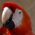 Dragon-aire :icondragon-aire: