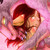 :icondragon-danray: