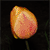 :icondragon-of-shadow: