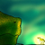 :icondragon-wren-xiii:
