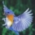 :icondragon238238: