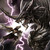 :icondragon498: