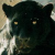 :icondragon695: