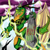 :icondragon76: