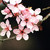 :icondragonchild-666-13: