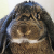 :icondragoncompany: