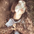 :icondragondeseda:
