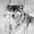 :icondragonfire123344:
