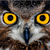 :icondragonfire2012: