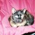 :icondragonfire231961: