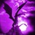 :icondragonfire333:
