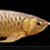 dragonfish :icondragonfish: