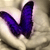:icondragonflies69: