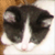 :icondragonflower101: