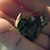 :icondragonfly-alix: