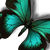 :icondragonfly020496: