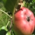 :icondragonfly1611: