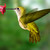 :icondragonfly89: