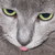 :icondragonflyt:
