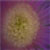 :icondragonflytime: