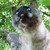 :icondragonflywhisperer56: