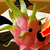 :icondragonfruitplz:
