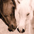 :icondragonfyrestudio: